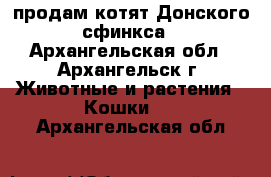 продам котят Донского сфинкса - Архангельская обл., Архангельск г. Животные и растения » Кошки   . Архангельская обл.